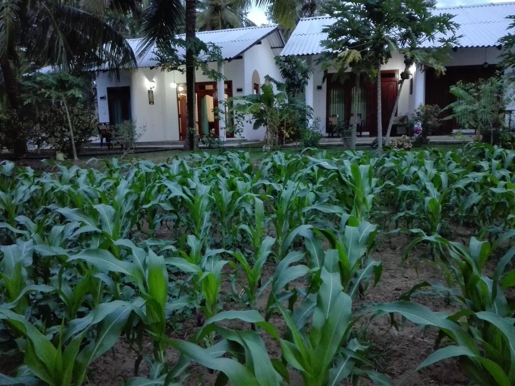 Hideaway Homestay Habarana Dış mekan fotoğraf